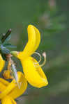 Scotch broom